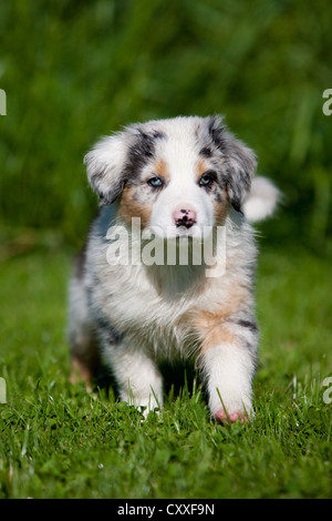 Berger Australien, chiot dans un pré, le nord du Tyrol, Autriche, Europe Banque D'Images