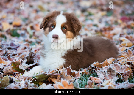 Chiot berger australien se trouvant à l'automne feuillage, Tyrol du Nord, l'Autriche, Europe Banque D'Images