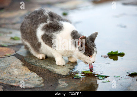 Cat eau potable dans une flaque, Tenerife, Espagne, Europe Banque D'Images