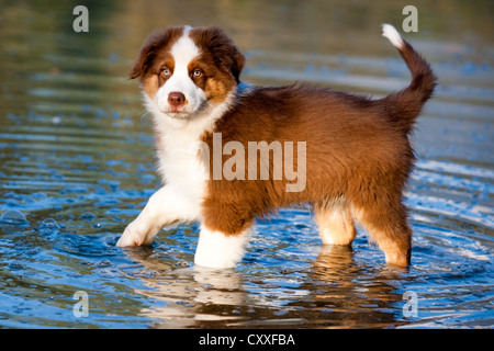 Chiot berger australien debout dans l'eau du Nord, Tyrol, Autriche, Europe Banque D'Images