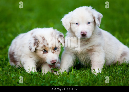 Bergers Australiens, chiots assis dans un pré, Tyrol, Autriche, nord de l'Europe Banque D'Images