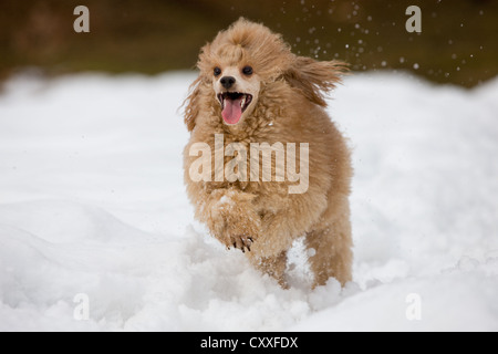 Caniche toy fonctionnant dans la neige du Nord, Tyrol, Autriche, Europe Banque D'Images