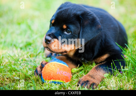 Rottweiler chiot couché dans une prairie avec une balle, Tyrol du Nord, l'Autriche, Europe Banque D'Images