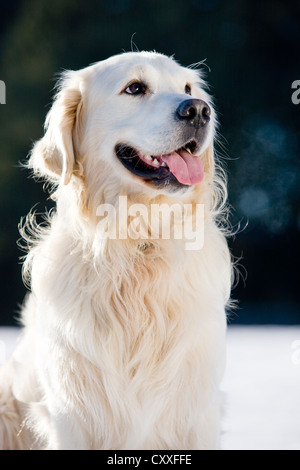 Golden Retriever, portrait, Tyrol du Nord, l'Autriche, Europe Banque D'Images