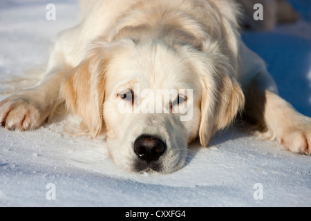 Golden Retriever couché dans la neige, Tyrol du Nord, l'Autriche, Europe Banque D'Images