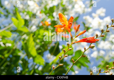 Crocosmia genre Iridaceae coppertips chute d'étoiles fleurs montbretia contre lame mince vert feuilles Banque D'Images