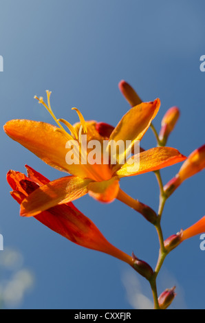 Crocosmia genre Iridaceae coppertips chute d'étoiles fleurs montbretia contre lame mince vert feuilles Banque D'Images