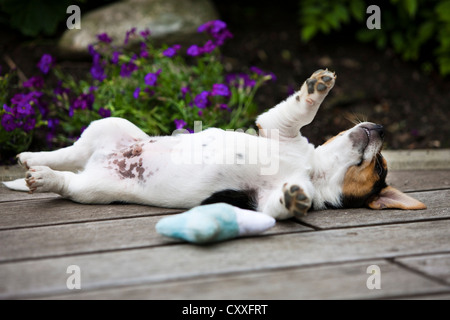 Jack Russell Terrier, chiot couché sur le dos, Tyrol, Autriche, nord de l'Europe Banque D'Images