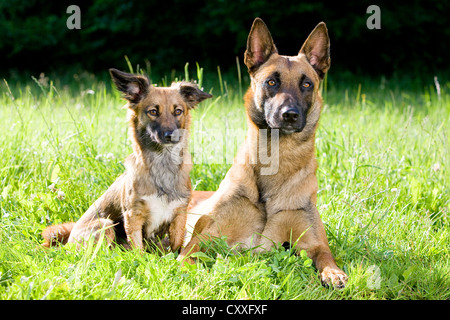 Berger Belge Malinois ou à côté d'un chien de race mixte, couché sur un pré, Tyrol du Nord, l'Autriche, Europe Banque D'Images