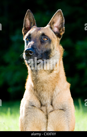 Berger Belge Malinois ou, portrait, Tyrol du Nord, l'Autriche, Europe Banque D'Images