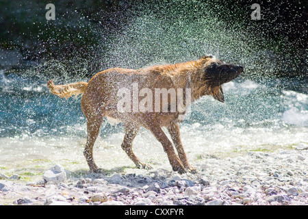 Berger Belge Malinois ou de secouer sa fourrure humide au nord, Tyrol, Autriche, Europe Banque D'Images