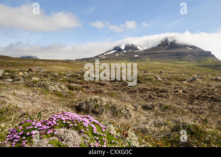 Le silène acaule ou un coussin Rose (Silene acaulis), Bakkaheiði, côte nord, Islande, Europe Banque D'Images