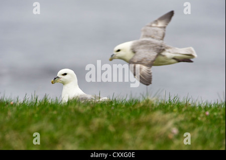 Le Fulmar boréal ou l'Arctique Fulmar (Fulmarus glacialis), de la côte nord-est, Vopnafjoerður, Islande, Europe Banque D'Images