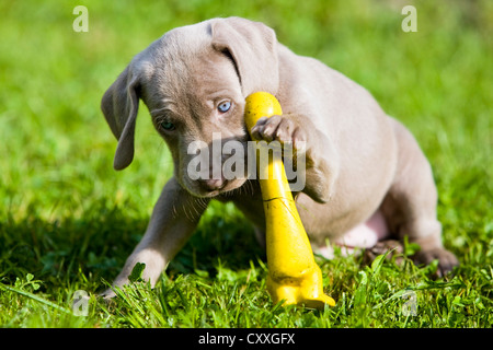 Braque de chien, chiot, jouant avec un canard en caoutchouc, Tyrol du Nord, l'Autriche, Europe Banque D'Images