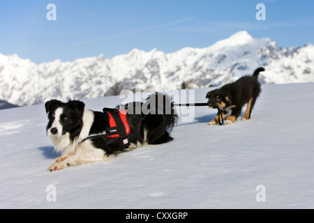 Chiot berger australien, tricolore, tirer sur la laisse d'un Border Collie dans la neige du Nord, Tyrol, Autriche, Europe Banque D'Images