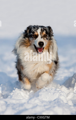 Berger Australien, bleu merle, courir dans la neige, Tyrol du Nord, l'Autriche, Europe Banque D'Images