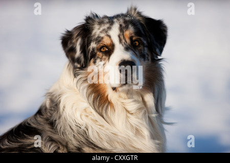 Portrait De Chien Berger Australien En Studio Photo Stock Alamy