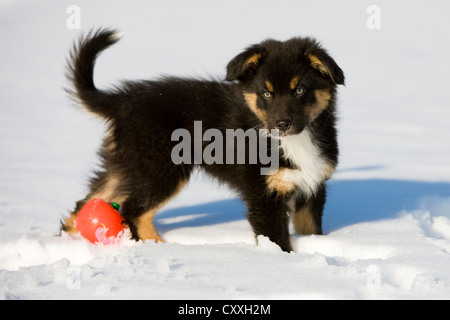 Chiot berger australien, tricolore, debout dans la neige avec des jouets, Tyrol du Nord, l'Autriche, Europe Banque D'Images