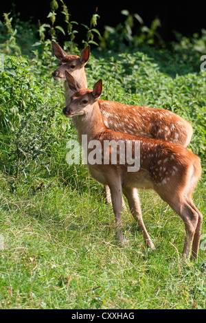 Red Deer (Cervus elaphus), les faons, trois semaines, Bavière Allgaeu, Banque D'Images