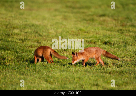 Les jeunes renards roux (Vulpes vulpes) sur l'Allgaeu, Bavaria, meadow Banque D'Images