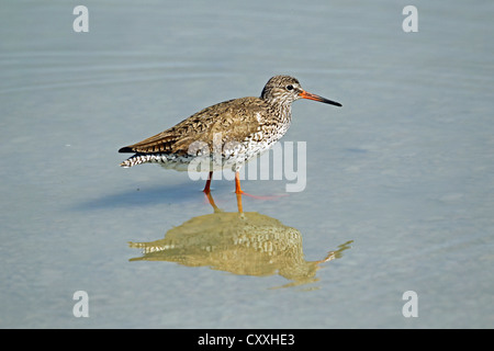 Chevalier Gambette (Tringa totanus), Burgenland, Autriche, Europe Banque D'Images