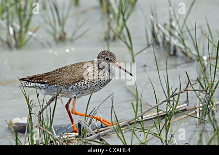 Chevalier Gambette (Tringa totanus), Burgenland, Autriche, Europe Banque D'Images