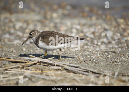 Chevalier grivelé (Actitis hypoleucos commun), Burgenland, Autriche, Europe Banque D'Images