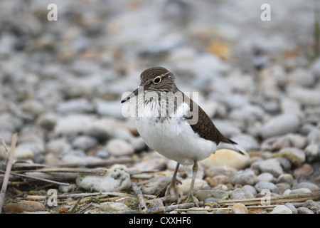 Chevalier grivelé (Actitis hypoleucos commun), Burgenland, Autriche, Europe Banque D'Images