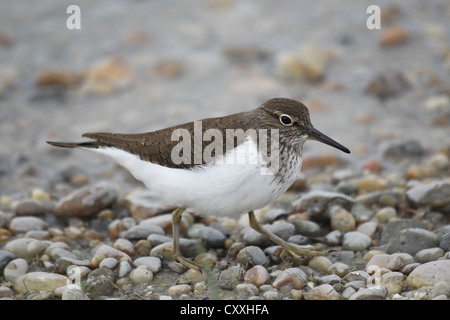 Chevalier grivelé (Actitis hypoleucos commun), Burgenland, Autriche, Europe Banque D'Images