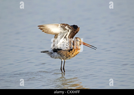 Barge à queue noire (Limosa limosa), Burgenland, Autriche, Europe Banque D'Images