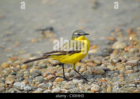 La bergeronnette printanière (Motacilla flava), Burgenland, Autriche, Europe Banque D'Images