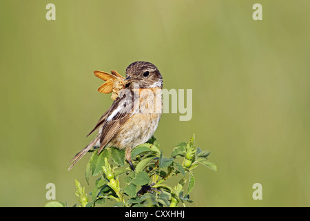 African stonechat (Saxicola torquata), femme avec un chêne (Quercus) Lasiocampa eggar, Burgenland, Autriche, Europe Banque D'Images