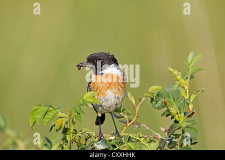 African stonechat (Saxicola torquata), homme d'une croix spider, Burgenland, Autriche, Europe Banque D'Images