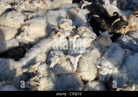 Mouton noir parmi les moutons blancs, troupeau de moutons près de Kirkjubaejarklaustur, le sud de l'Islande, Islande, Europe Banque D'Images