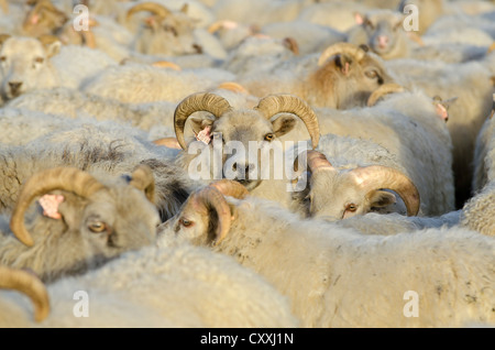 Troupeau de moutons près de Kirkjubaejarklaustur, le sud de l'Islande, Islande, Europe Banque D'Images