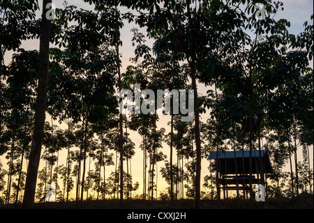 Hut, Pará les arbres à caoutchouc ou les arbres à caoutchouc (Hevea brasiliensis) dans une plantation, lumière du soir, au crépuscule, le nord de la Thaïlande, Thaïlande Banque D'Images