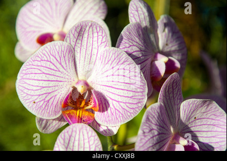 Orchid (Orchidaceae), Royal Jardin de fleurs, Doi Tung, province de Chiang Rai, dans le nord de la Thaïlande, la Thaïlande, l'Asie Banque D'Images