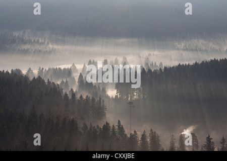 Brouillard sur une forêt dans la lumière du matin, de montagnes, de la Forêt-Noire, Bade-wurtemberg district Breisgau-Hochschwarzwald Banque D'Images