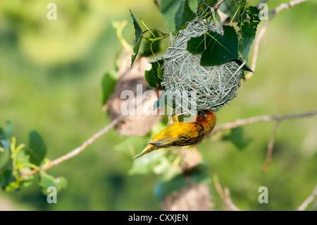 Cape Weaver (Ploceus capensis), weaver nest, Northern Cape, Afrique du Sud, l'Afrique Banque D'Images