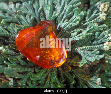 L'Amber allongé sur les feuilles d'une rose de Jéricho Banque D'Images