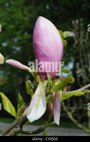 Magnolia Magnolia denudata (rouge), Ystad, Skåne, Suède, Europe Banque D'Images