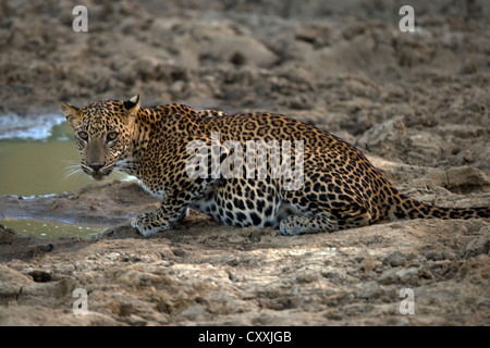 Leopard Sri-lankais à partir d'une flaque d'eau potable (Panthera pardus kotiya) Banque D'Images