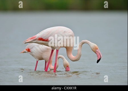 Plus de flamants roses (Phoenicopterus ruber), Camargue, France, Europe Banque D'Images