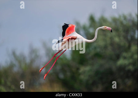 Flamant rose (Phoenicopterus ruber), au décollage, en vol, Camargue, France, Europe Banque D'Images