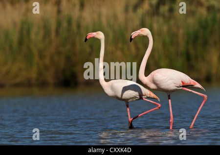 Plus de flamants roses (Phoenicopterus ruber), Camargue, France, Europe Banque D'Images