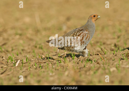 La perdrix grise (Perdix perdix), Haute Autriche, Autriche, Europe Banque D'Images