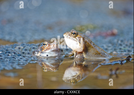 Les grenouilles (Rana temporaria), spawn, kalkalpen, parc national des Alpes calcaires, Haute Autriche, Autriche, Europe Banque D'Images