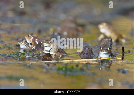 Les grenouilles (Rana temporaria), kalkalpen, parc national des Alpes calcaires, Haute Autriche, Autriche, Europe Banque D'Images