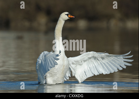 Mute swan (Cygnus olor), les ailes battantes, Autriche, Europe Banque D'Images