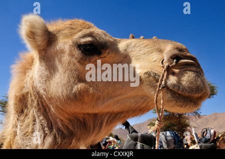 Le dromadaire ou chameau d'Arabie (Camelus dromedarius), portrait, Adrar Tekemberet, Immidir, Algérie, Sahara, Afrique du Nord Banque D'Images